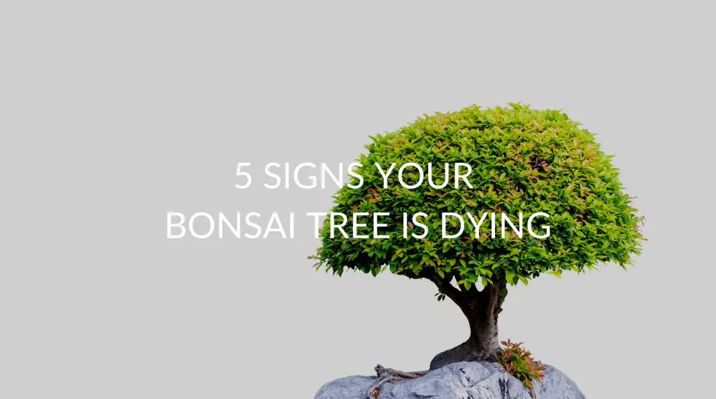 5 Signs Your Bonsai Tree Is Dying (& What To Do) Soak And Soil
