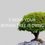 5-SIGNS-YOUR-BONSAI-TREE-IS-DYING