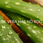 7 Reasons Your Aloe Vera Has No Roots