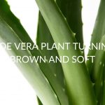 12 Reasons Your Aloe Vera Plant Is Turning Brown And Soft