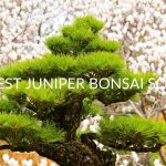 Best Juniper Bonsai Soil (& What To Look For)