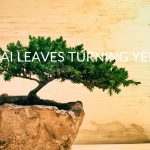 5 Reasons Your Bonsai Leaves Are Turning Yellow