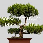 10 Reasons Your Bonsai Tree Leaves Are Dry And Brittle