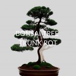 5 Ways To Save A Bonsai Tree With Trunk Rot
