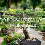 Do Bonsai Trees Lose Their Leaves (& 7 Reasons Why)
