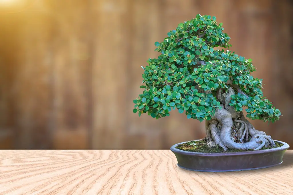 Bonsai tree in a ceramic pot on a wooden floor and blurred wooden background for design.