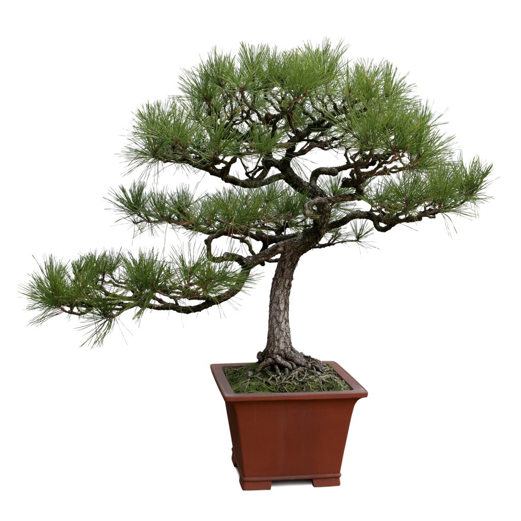 bonsai tree isolated on white, miniature pine tree