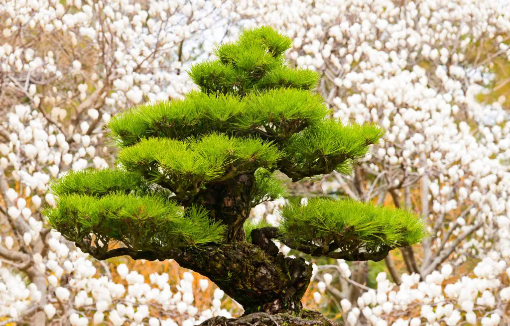 bonsai tree on white magnolia background at Hallim Park of Jeju island Korea