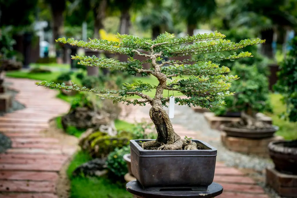 Green bonsai with white blank label in the garden