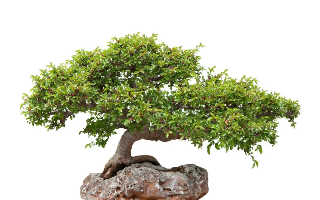 Chinese elm, green bonsai tree growing on a rock. Isolated on white.