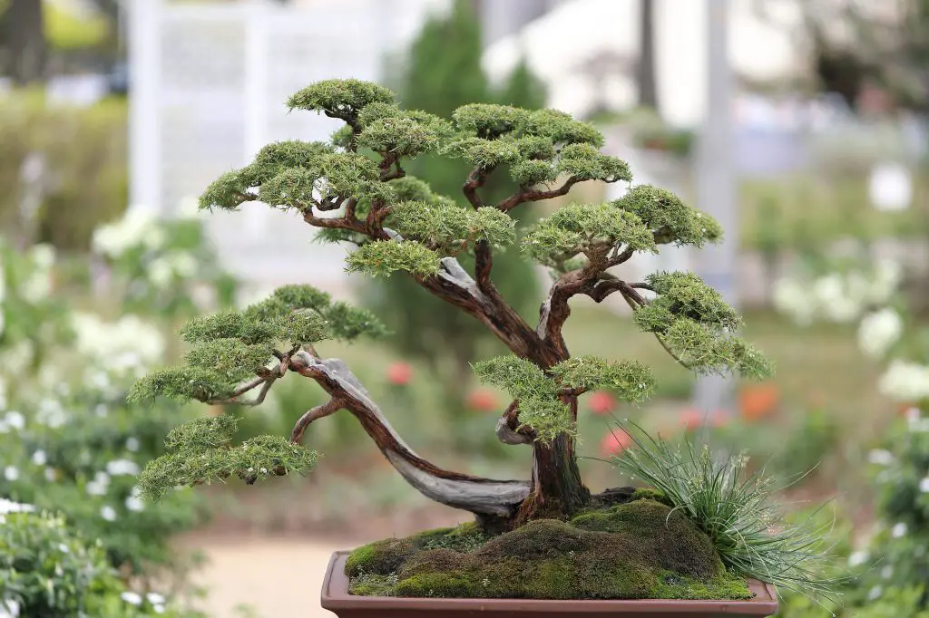 Bonsai tree outdoor daylight