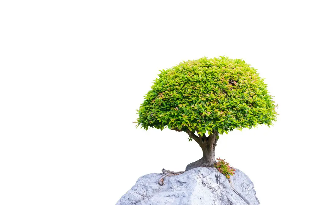 Bonsai banyan tree growing on the white rock isolated on white background