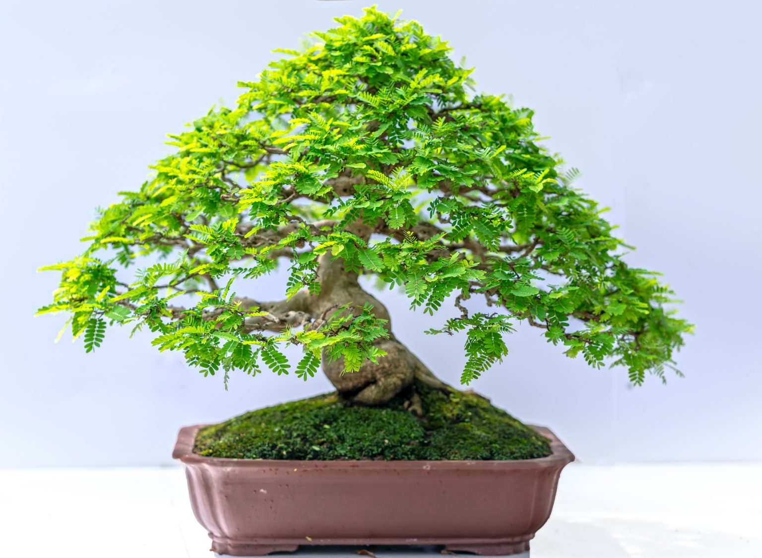 How To Water A Bonsai Tree Indoors (5 Solid Tips) Soak And Soil