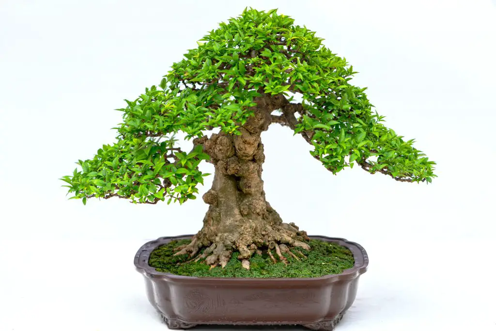 Best Grow Lights For Bonsai Trees