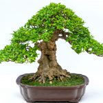 Best Grow Lights For Bonsai Trees