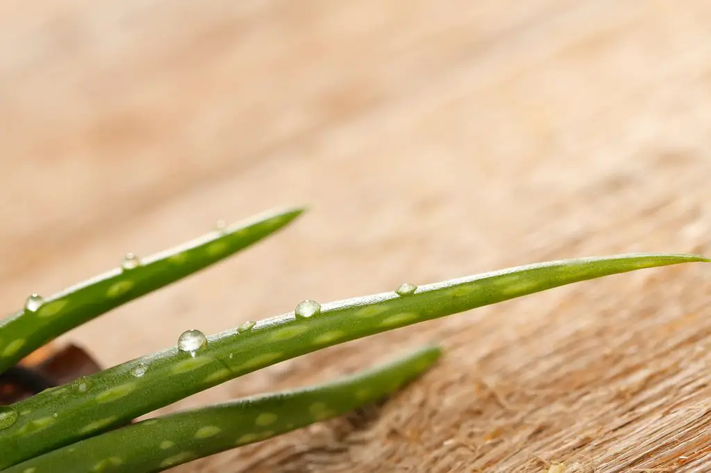 Aloe vera leaves on wooden background, close up
