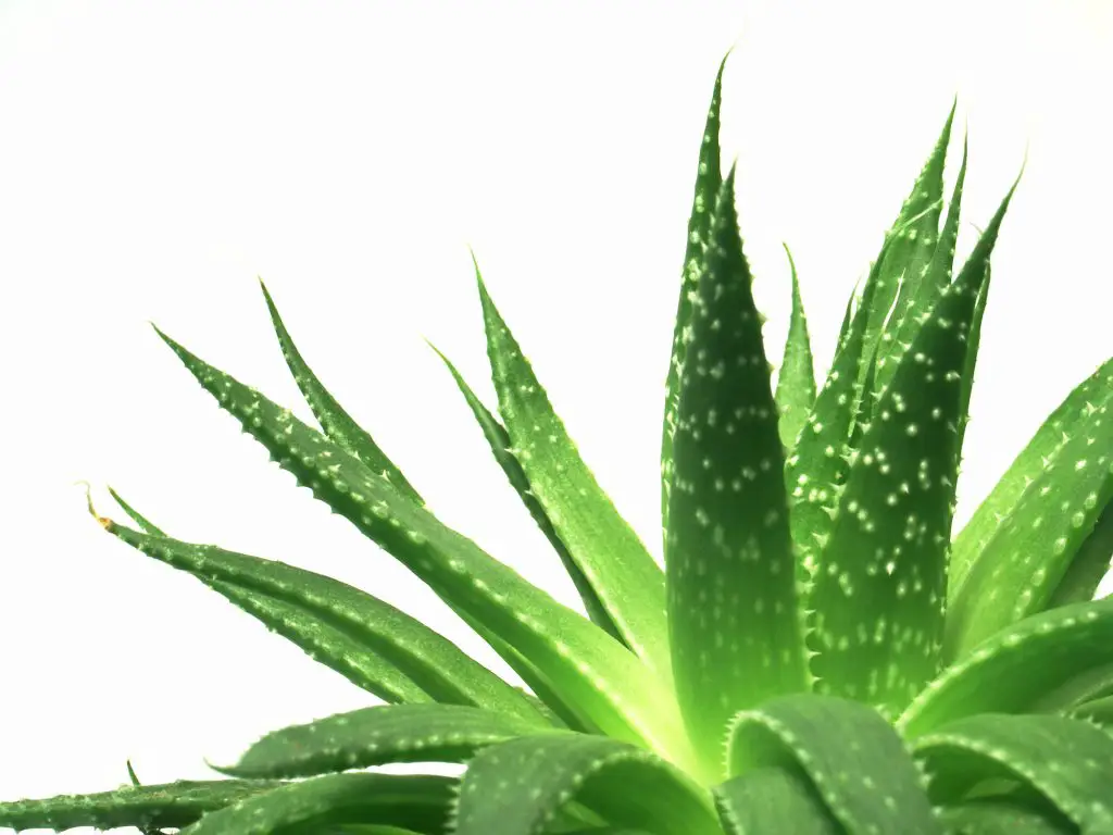 aloe vera leaves detailed, with clipping path