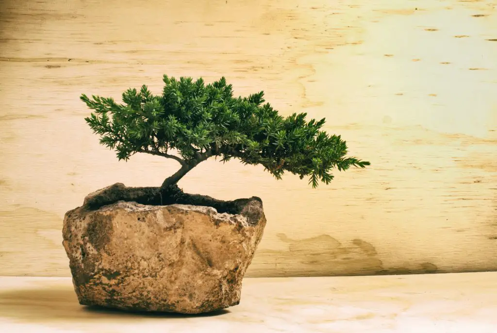 Photograph of a traditional japanese bonsai tree