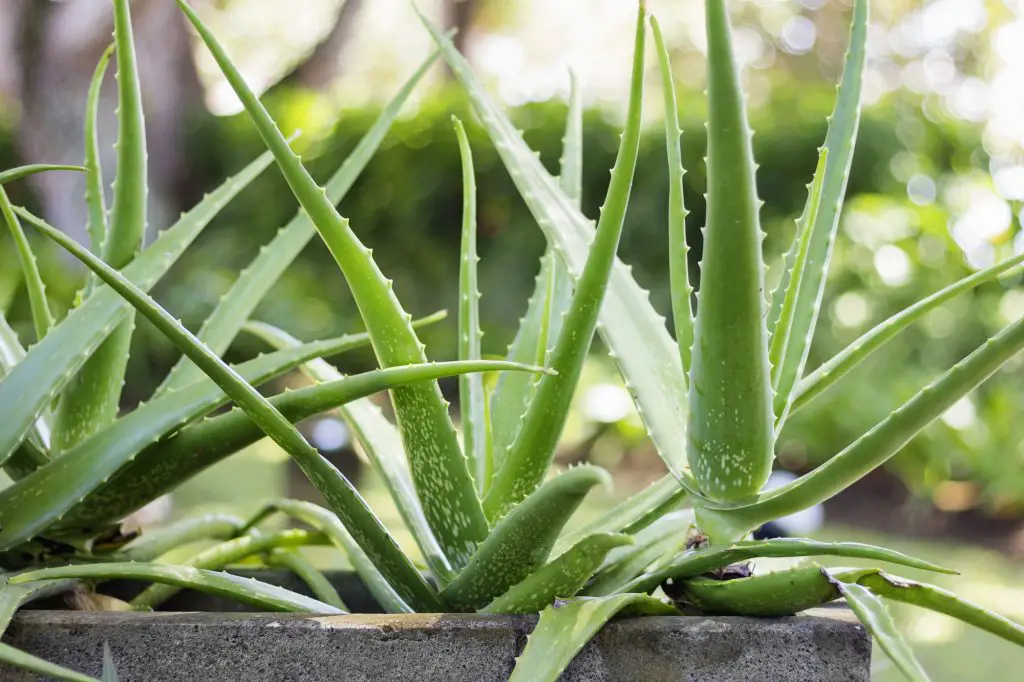 Close up Aloe Vera Plant, outdoor pots