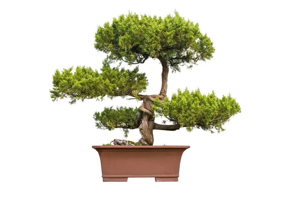 bonsai tree of chinese juniper with a white background