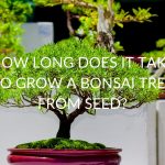 How Long Does It Take To Grow A Bonsai Tree From Seed?