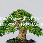 HOW-TO-MAKE-A-BONSAI-TREE-FROM-A-NORMAL-TREE