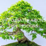 How To Water A Bonsai Tree Indoors (5 Solid Tips)