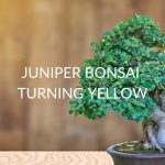 5 Reasons Your Juniper Bonsai Is Turning Yellow