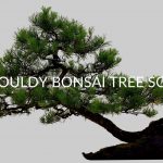 5 Causes Of Mouldy Bonsai Tree Soil (And What To Do)