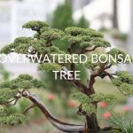 5 Signs Of An Overwatered Bonsai Tree (& 5 Solutions)