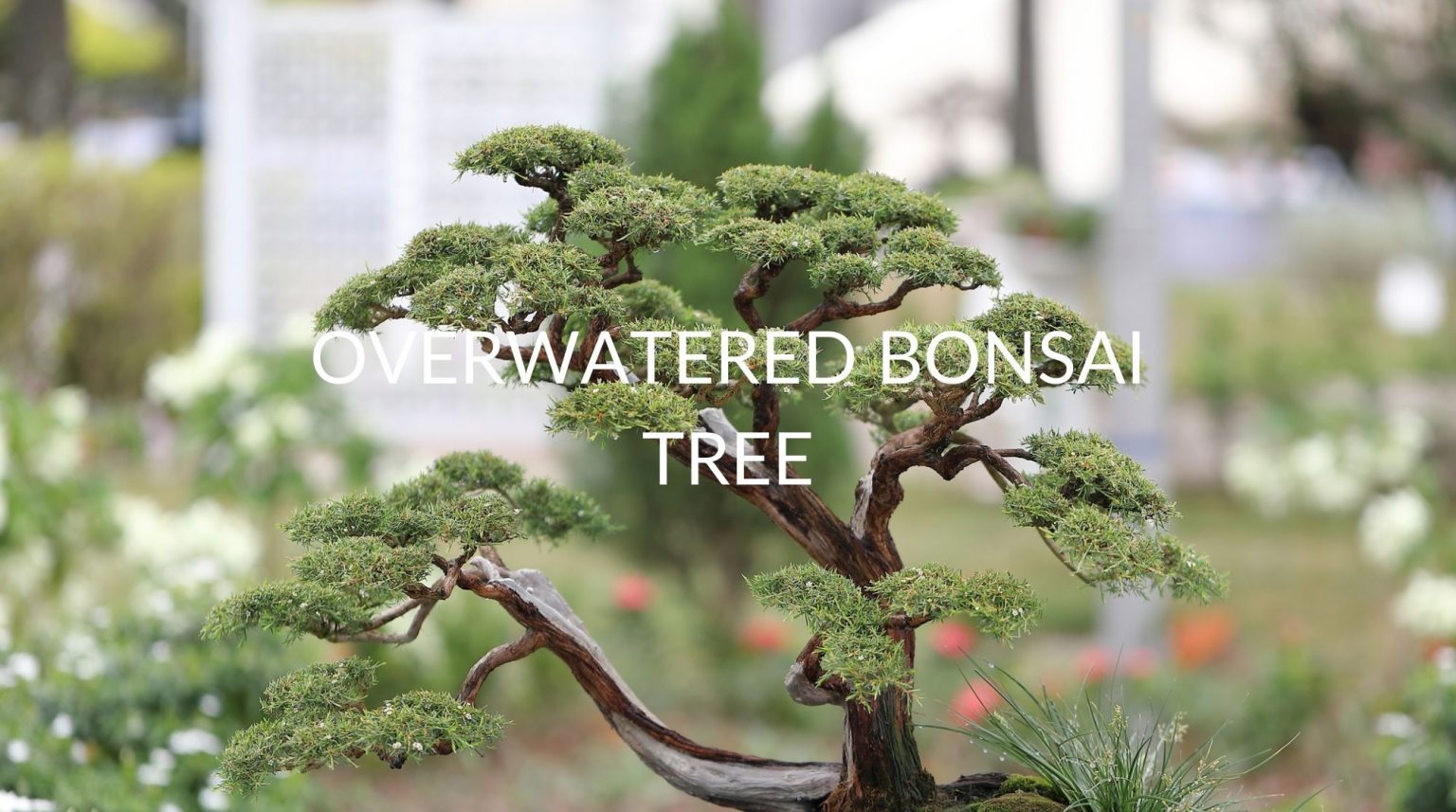 5 Signs Of An Overwatered Bonsai Tree (& 5 Solutions) Soak And Soil