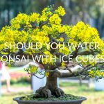 Should You Water Bonsai With Ice Cubes? (6 Tips)