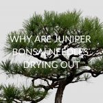 6 Reasons Your Juniper Bonsai Needles Drying Out