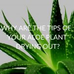 8 Reasons The Tips Of Your Aloe Plant Drying Out