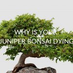 7 Reasons Your Juniper Bonsai Dying (And How To Save It)
