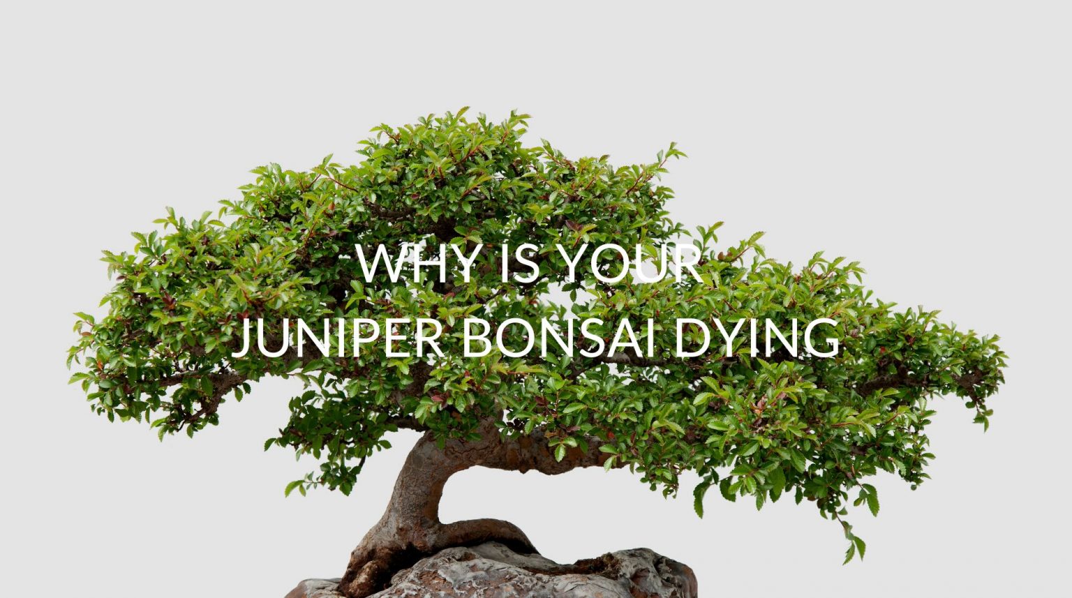 7 Reasons Your Juniper Bonsai Dying (And How To Save It) Soak And Soil