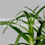 ALOE-VERA-PLANT-TURNING-BROWN-AND-SOFT-1