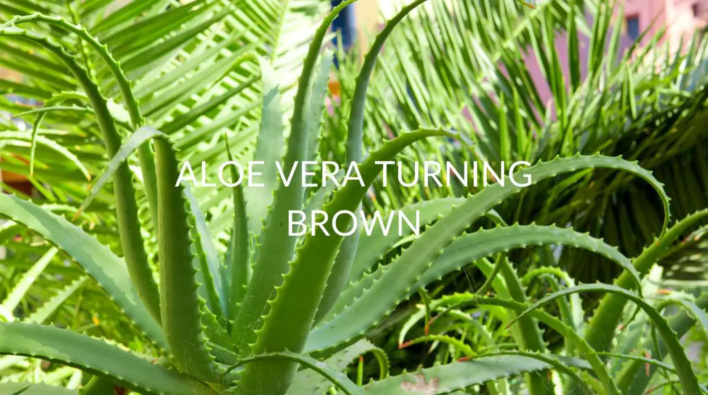 6 Reasons Your Aloe Vera Is Turning Brown Soak And Soil