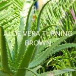 Aloe Vera Turning Brown