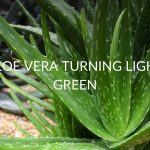 Aloe Vera Turning Light Green (5 Causes & Solutions)