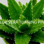 Aloe Vera Turning Pink