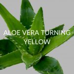 5 Reasons Your Aloe Vera Is Turning Yellow