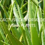 Cactus Soil For Aloe Vera Plants