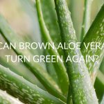 Can Brown Aloe Vera Turn Green Again?