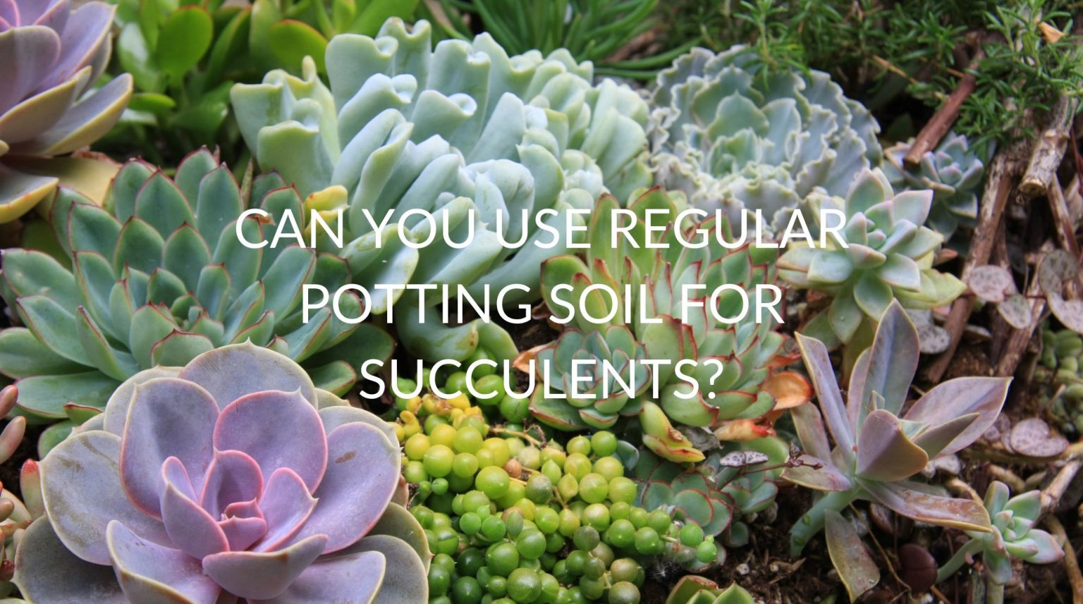 Can You Use Regular Potting Soil For Succulents? Soak And Soil