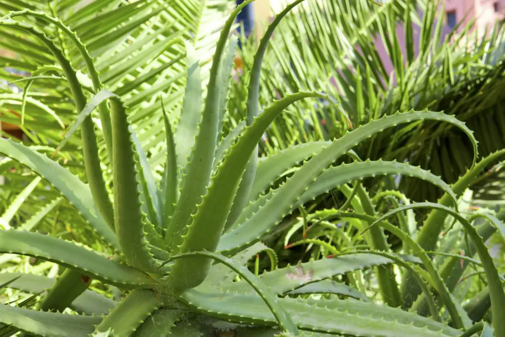 Aloe vera plants, tropical green plants tolerate hot weather.