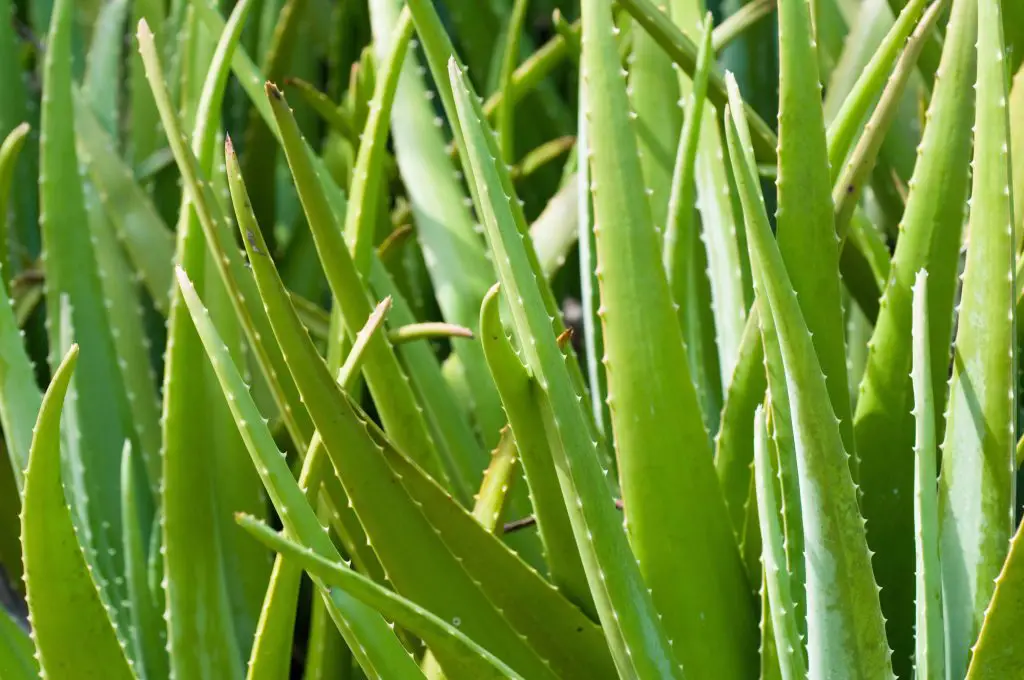 Dense growth of wild aloe vera plants