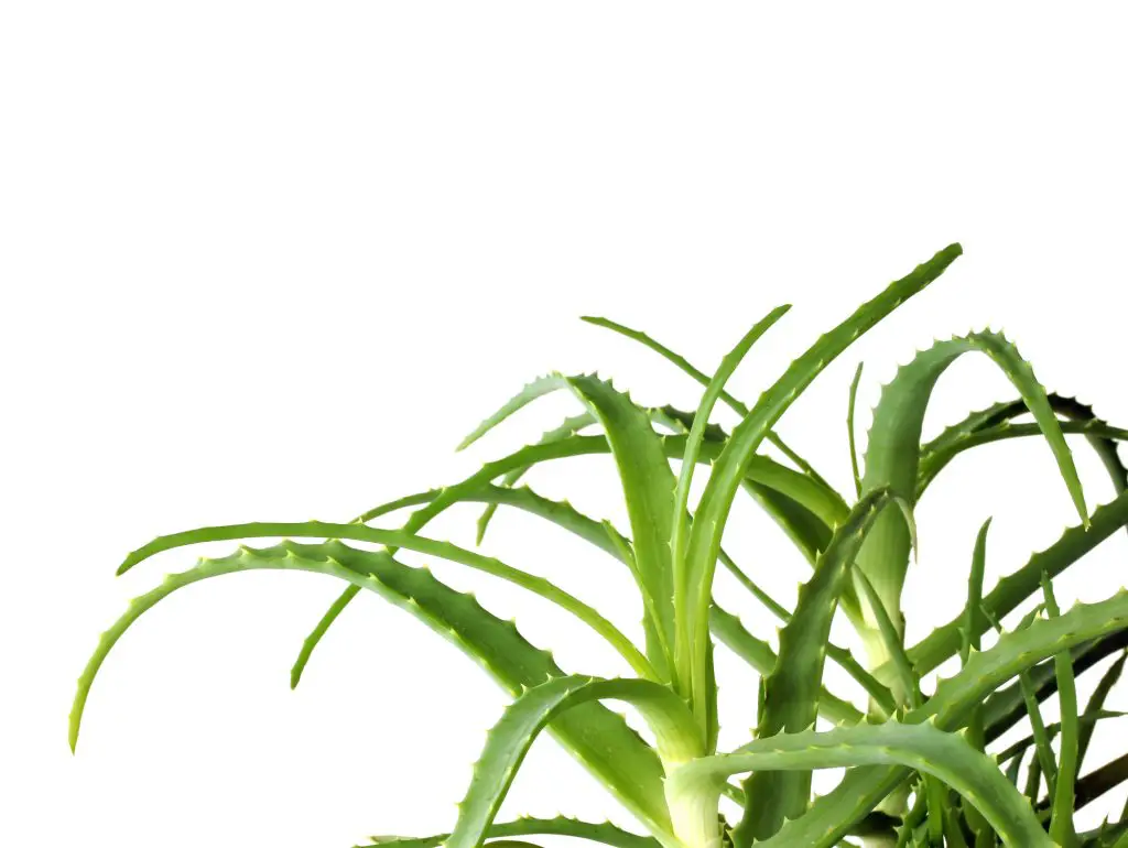 Aloe Vera on white background, leaves and stem.