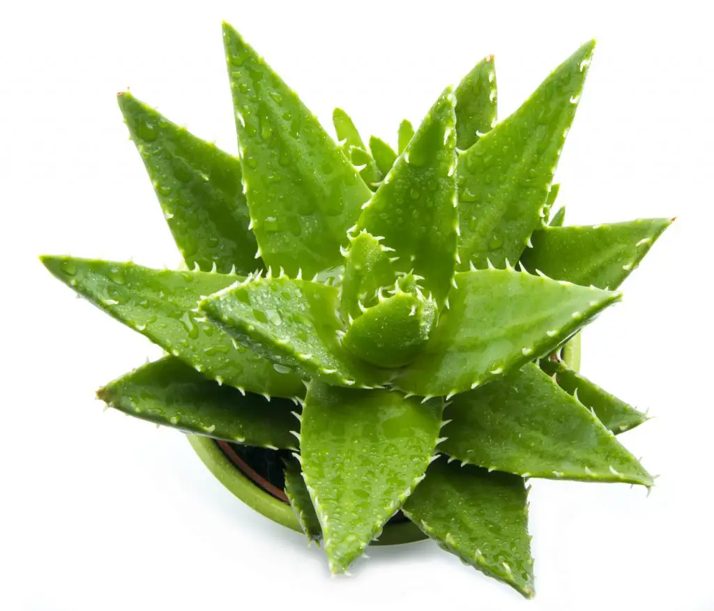 aloe vera with water drops isolated on white background