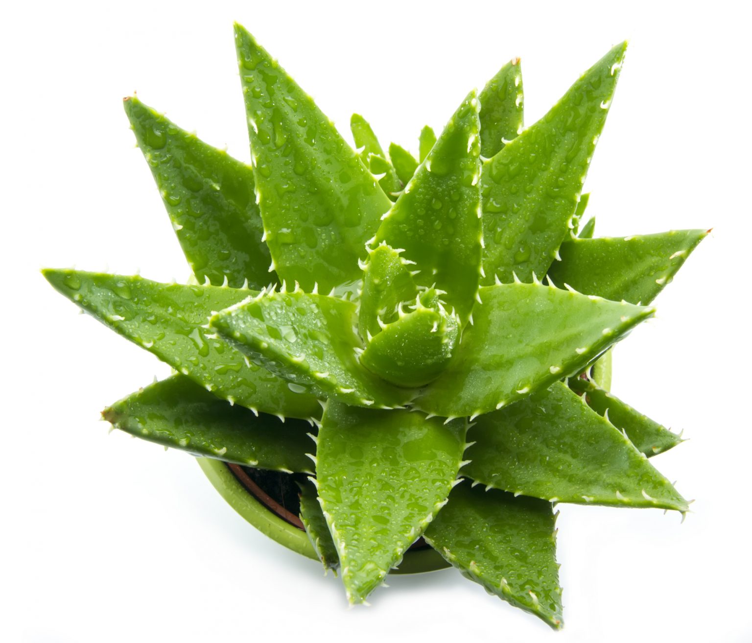 Is It Bad If Aloe Vera Turns Pink Aloe Vera Turning Pink - Soak And Soil